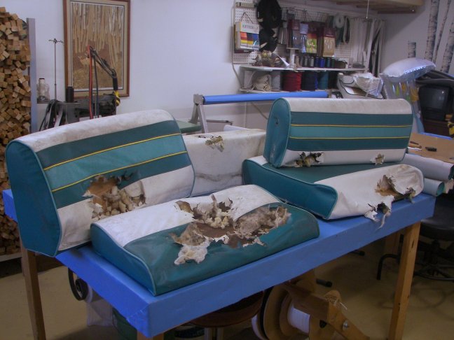 Those pesky raccoons!!!